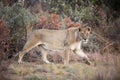 Lone female Lion Panthera leo prowling in the Pilanesberg National Park, South Africa Royalty Free Stock Photo