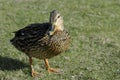 Lone Female Mallard Duck Basking in the Sun Royalty Free Stock Photo