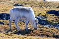 Hornless female reindeer eating reindeer moss