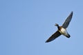 Lone Female Wood Duck Flying in a Blue Sky Royalty Free Stock Photo