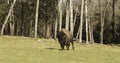 A lone field buffalo in a fall landscape Royalty Free Stock Photo