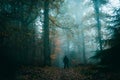 A lone figure stands in an spooky foggy forest looking out