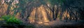 A lone figure walking down an Australian bush track evening light filtering through a grove of coast tea trees