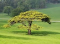 Lone Fir Tree in an English Park