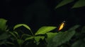 A Lone Firefly Against A Backdrop Of Dense Foliage.