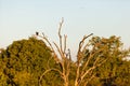 Lone fish eagle on a branch Royalty Free Stock Photo