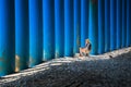 A lone fisherman on a blue background of the colonnade of the pi