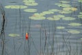 Single Orange Fishing Bobber in a Pond Royalty Free Stock Photo