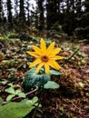 Lone Flower in the Forest Royalty Free Stock Photo
