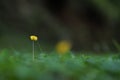 Lone flower growing on the forest ground Royalty Free Stock Photo