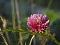 A lone flower of a pink clover