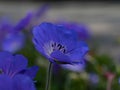 Bright dark blue flowers Meconopsis primifolia at dusk Royalty Free Stock Photo