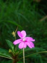 Lone flower t