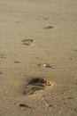 Lone footprint at beach