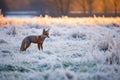 a lone fox hunting on a frosty meadow during dusk