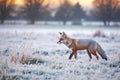 a lone fox hunting on a frosty meadow during dusk