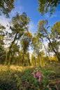 Lone foxglove flower in a forest Royalty Free Stock Photo