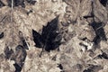 Lone Frosted Dark Maple Leaf - Black and White Royalty Free Stock Photo