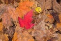 Lone Frosted Red Maple Leaf Royalty Free Stock Photo