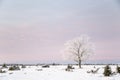 Lone frosty tree in a winter landscape Royalty Free Stock Photo