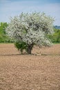 Lone Fully Blossoming Apple Tree In A Farm Field