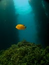 Lone Garibaldi on a Catalina Reef Royalty Free Stock Photo