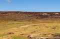 Lone Gentoo Penguin in wide landscape at Volunteer Beach, Falklands, UK