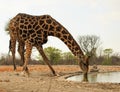 A lone giraffe bending to take a drink from the camp waterhole