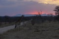Lone Giraffe at Dawn Royalty Free Stock Photo