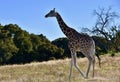 Lone Giraffe: Giraffa camelopardalis, Fossil Rim Wildlife Center Royalty Free Stock Photo