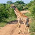 Lone giraffe Royalty Free Stock Photo
