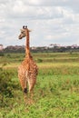 A lone giraffe at Nairobi National Park, Kenya Royalty Free Stock Photo