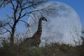 A lone giraffe silhouetted by a full moon in Mala Mala Game Reserve, Mpumalanga