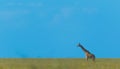 A lone Giraffe walking Royalty Free Stock Photo