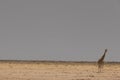 Lone giraffe walking over the grasslands at Etosha National Park, Namibia, Africa Royalty Free Stock Photo