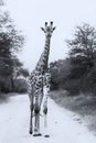 Lone giraffe walking on a read artistic conversion Royalty Free Stock Photo