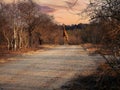 A lone giraffe walks the road at dusk