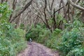 Lone girl walking a trail in Rangitoto island new zealand