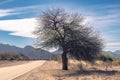 Lone, gnarled tree on Route 60 Royalty Free Stock Photo