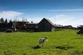 A lone goat grazing in the field. Royalty Free Stock Photo