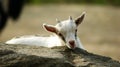 A lone goat Royalty Free Stock Photo