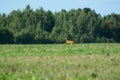 A lone goat roe deer runs from the field into the forest. Royalty Free Stock Photo