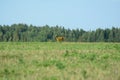 A lone goat runs across the field.