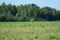 A lone goat runs through the field into the forest.