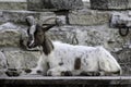 Lone goat Royalty Free Stock Photo