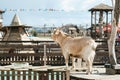 a lone goat stands backwards on the street and looks into the distance Royalty Free Stock Photo