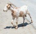 Lone Goat Royalty Free Stock Photo