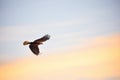 lone golden eagle silhouetted against the sunset sky Royalty Free Stock Photo