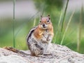 Callospermophilus Lateralis - Golden Mantlec Ground Squirrel Royalty Free Stock Photo