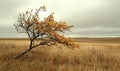 Lone Autumn Tree in Golden Grass Field Under Cloudy Sky Royalty Free Stock Photo